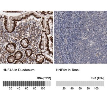 抗HNF4A抗体 ウサギ宿主抗体 Prestige Antibodies&#174; Powered by Atlas Antibodies, affinity isolated antibody, buffered aqueous glycerol solution