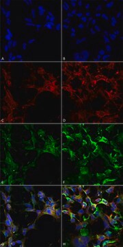 Monoclonal Anti-Dityrosine-Atto 594 antibody produced in mouse clone 10A6