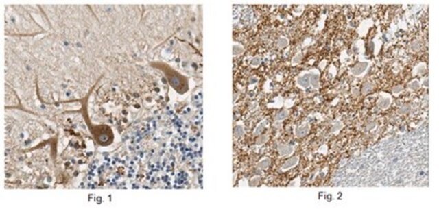 Anti-SV2C Antibody, clone 4C8.1 clone 4C8.1, from mouse