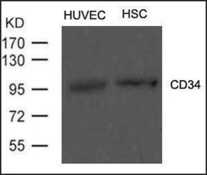 Anti-CD34 antibody produced in rabbit affinity isolated antibody