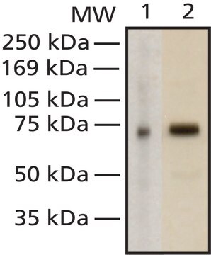 Anti-MeCP2 antibody, Mouse monoclonal clone Men-8, purified from hybridoma cell culture