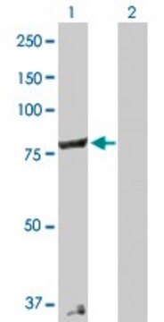 Anti-COG2 antibody produced in rabbit purified immunoglobulin, buffered aqueous solution