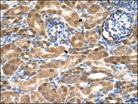 Anti-SDF2 antibody produced in rabbit IgG fraction of antiserum