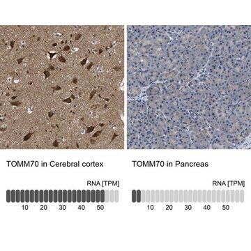 Anti-TOMM70 antibody produced in rabbit Prestige Antibodies&#174; Powered by Atlas Antibodies, affinity isolated antibody, buffered aqueous glycerol solution