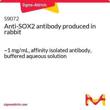 抗-SOX2 兔抗 ~1&#160;mg/mL, affinity isolated antibody, buffered aqueous solution