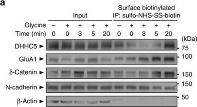 Anti-GluR1 Antibody, Recombinant, rabbit monoclonal Upstate&#174;, from rabbit