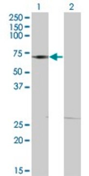 ANTI-DMAP1 antibody produced in mouse clone 1A5, purified immunoglobulin, buffered aqueous solution