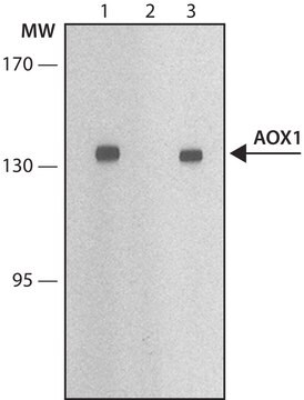 Anti-AOX1 antibody, Mouse monoclonal clone AO15, purified from hybridoma cell culture