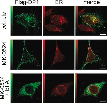 抗マウスIgG (全分子)&#8722;アルカリフォスファターゼ ヤギ宿主抗体 affinity isolated antibody, buffered aqueous glycerol solution