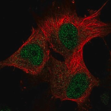 Anti-METTL16 antibody produced in rabbit Prestige Antibodies&#174; Powered by Atlas Antibodies, affinity isolated antibody