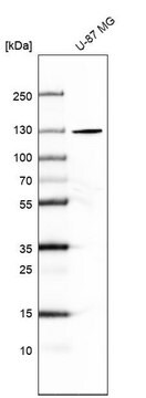 Anti-SEC24A antibody produced in rabbit Prestige Antibodies&#174; Powered by Atlas Antibodies, affinity isolated antibody