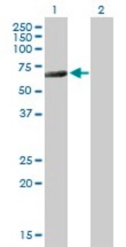 Anti-CTBP2 antibody produced in mouse purified immunoglobulin, buffered aqueous solution