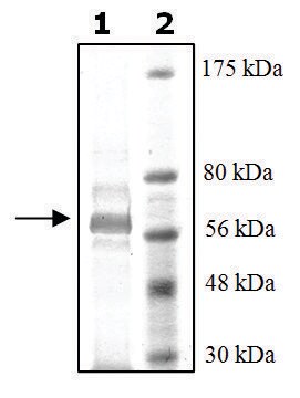 PDE7A active rat recombinant, expressed in baculovirus infected Sf9 cells, &#8805;30% (SDS-PAGE)