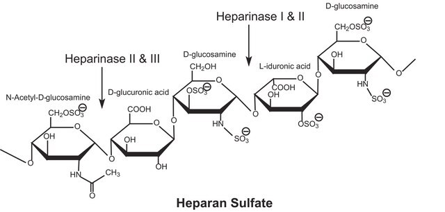 肝素酶III 来源于肝素黄杆菌 Lyophilized powder stabilized with approx. 25% (w/w) bovine serum albumin, &#8805;30&#160;units/mg protein (enzyme + BSA)