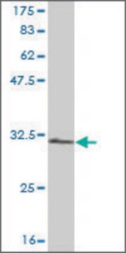 Monoclonal Anti-RPS28 antibody produced in mouse clone 2F9, purified immunoglobulin, buffered aqueous solution