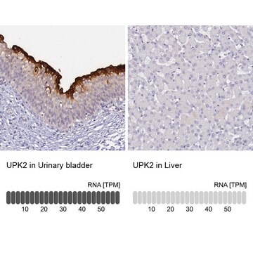 Anti-UPK2 antibody produced in rabbit Prestige Antibodies&#174; Powered by Atlas Antibodies, affinity isolated antibody, buffered aqueous glycerol solution