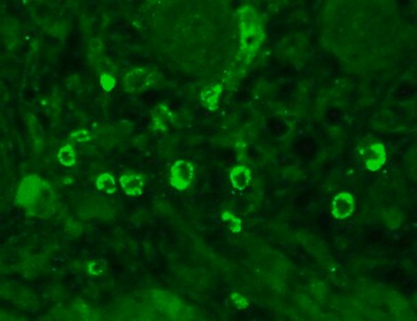 Monoclonal Anti-GABRA1 antibody produced in mouse clone S96-55, 1&#160;mg/mL, purified immunoglobulin