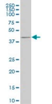 Monoclonal Anti-CDX4 antibody produced in mouse clone 1E11, purified immunoglobulin, buffered aqueous solution