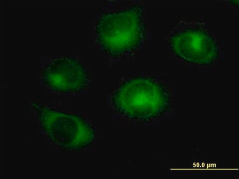 Anti-RABGAP1 antibody produced in mouse purified immunoglobulin, buffered aqueous solution