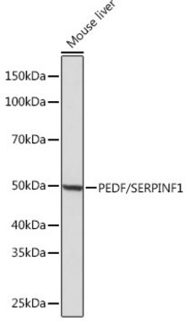 Przeciwciało anty-PEDF/SERPINF1, klon 4H0C5, królicze monoklonalne