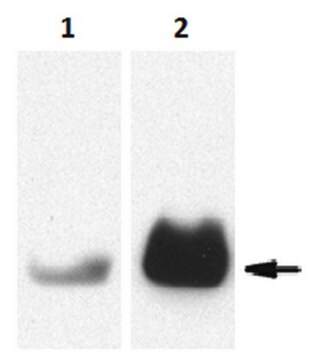 Anti-Protenase 3/PR3-Antikörper, Klon MCPR3-2 clone MCPR3-2, from mouse