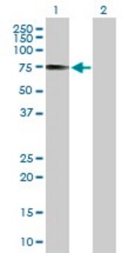 抗IRF2BP1抗体 マウス宿主抗体 purified immunoglobulin, buffered aqueous solution