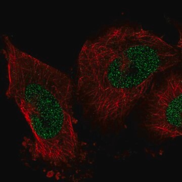 Anty-IER2 Prestige Antibodies&#174; Powered by Atlas Antibodies, affinity isolated antibody