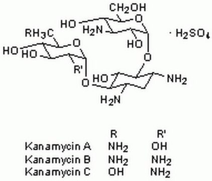 Kanamycinsulfat, Streptomyces kanamyceticus An aminoglycoside antibiotic effective against Gram-positive and Gram-negative organisms.