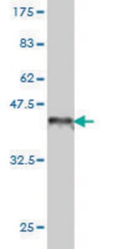 Monoclonal Anti-SEMA4D antibody produced in mouse clone 3B4, purified immunoglobulin, buffered aqueous solution