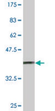 Monoclonal Anti-SUPT5H antibody produced in mouse clone 5C8, ascites fluid, solution