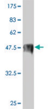 Monoclonal Anti-NFE2L2 antibody produced in mouse clone 1G10, purified immunoglobulin, buffered aqueous solution