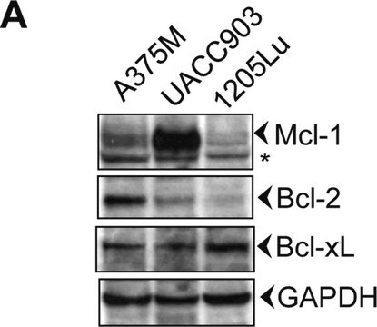 Anti-GAPDH ~1&#160;mg/mL, affinity isolated antibody, buffered aqueous solution