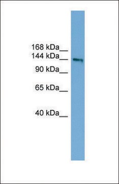 Anti-DCC antibody produced in rabbit affinity isolated antibody