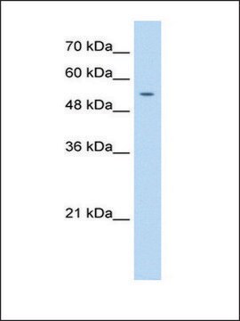 Anti-PRIM1 antibody produced in rabbit IgG fraction of antiserum