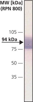 Monoclonal Anti-&#946;-Catenin antibody produced in mouse clone 15B8, ascites fluid