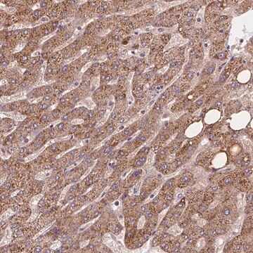 Anti-CDK10 antibody produced in rabbit Prestige Antibodies&#174; Powered by Atlas Antibodies, affinity isolated antibody