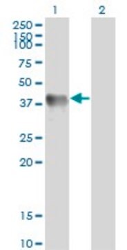 Monoclonal Anti-GLUL, (C-terminal) antibody produced in mouse clone 3B6, purified immunoglobulin, buffered aqueous solution