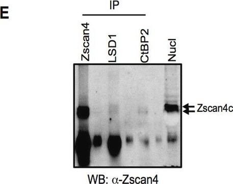 Anticorpo anti-Zscan4 from rabbit, purified by affinity chromatography