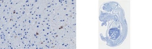 Anti-ErbB4 Antibody, clone mAB10 clone mab10, from rabbit