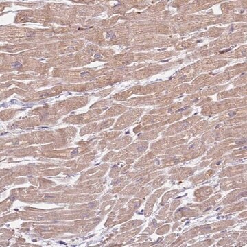 Anti-ZFP57 antibody produced in rabbit Prestige Antibodies&#174; Powered by Atlas Antibodies, affinity isolated antibody, buffered aqueous glycerol solution