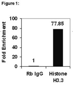 ChIPAb+ Histona H3.3 - Conjunto de cebador y anticuerpo validado para ChIP from rabbit, purified by affinity chromatography