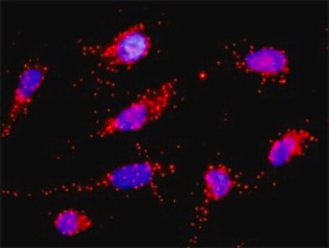 Anti-CD3D antibody produced in rabbit purified immunoglobulin, buffered aqueous solution