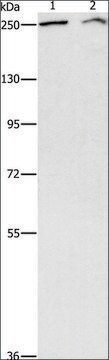 Anti-ARID1A antibody produced in rabbit affinity isolated antibody