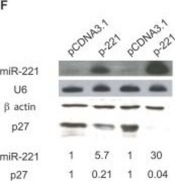 抗アクチン ウサギ宿主抗体 affinity isolated antibody, buffered aqueous solution