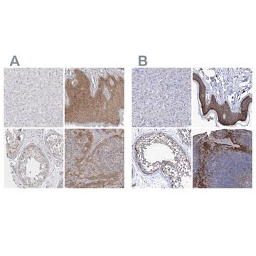 Anti-BICD2 antibody produced in rabbit Prestige Antibodies&#174; Powered by Atlas Antibodies, affinity isolated antibody, buffered aqueous glycerol solution, Ab2