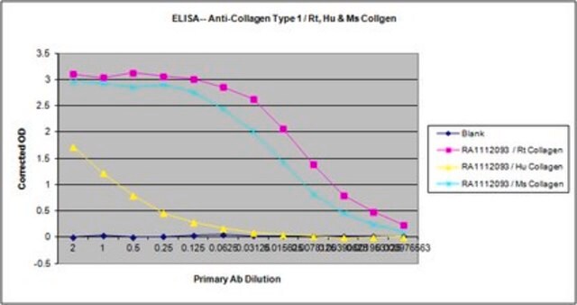 Anti-Collagen-Typ-I-Antikörper from rabbit, purified by affinity chromatography