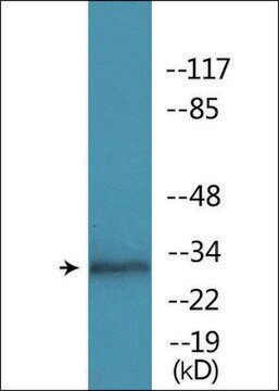 Anti-phospho-MARCKS (pSer158) antibody produced in rabbit affinity isolated antibody