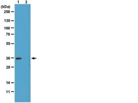 Przeciwciało anty-fosfo-histonowe H1, klon 12D11 culture supernatant, clone 12D11, from mouse