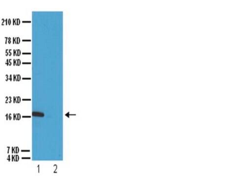 Anticuerpo anti-dimetil-histona H3 (Lys9) Upstate&#174;, from rabbit