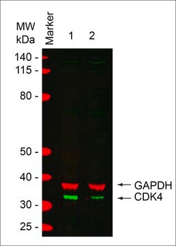 MISSION&#174; esiRNA targeting human CDK4